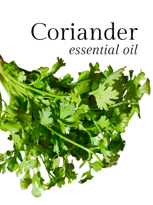 Coriander Essential Oil