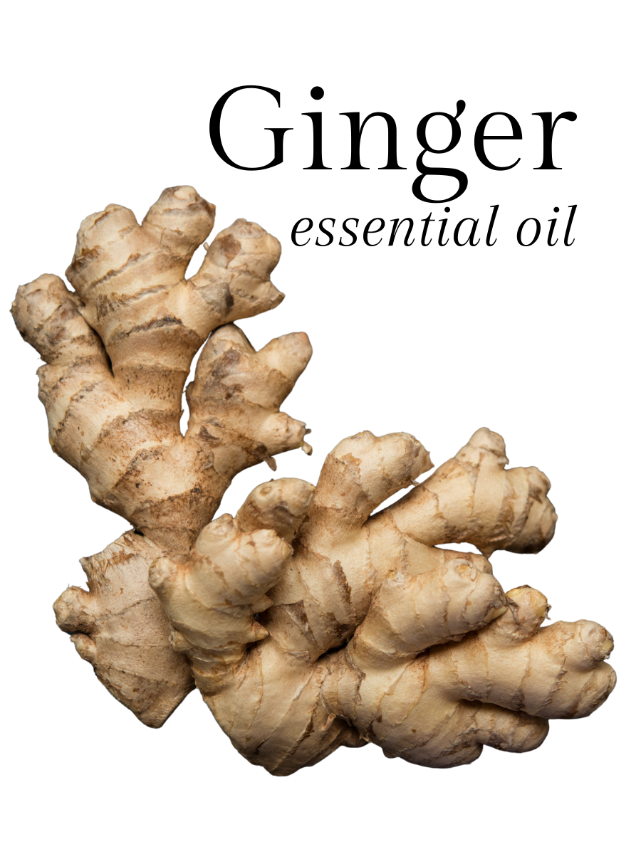 Ginger Essential Oil