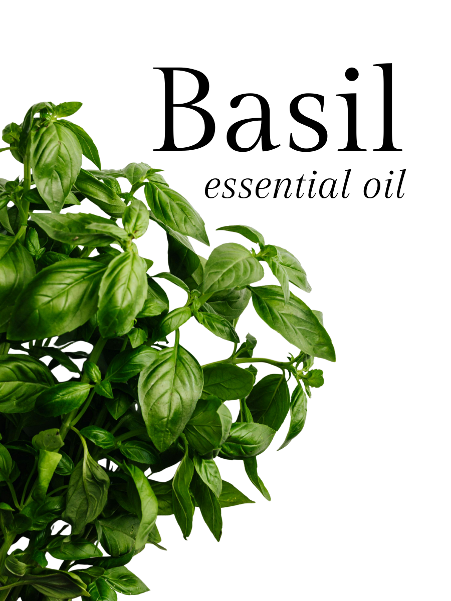 Basil Essential Oil