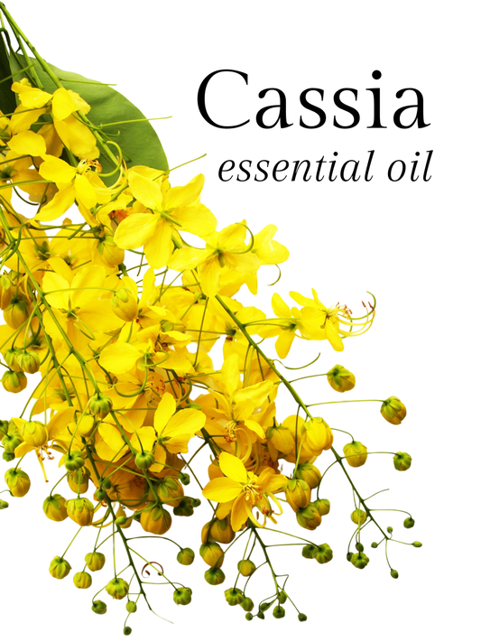 Arborvitae Essential Oil