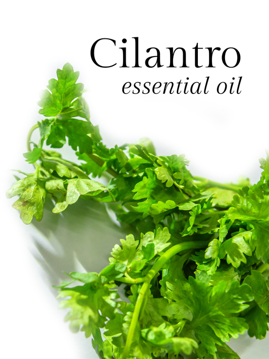 Cilantro Essential Oil